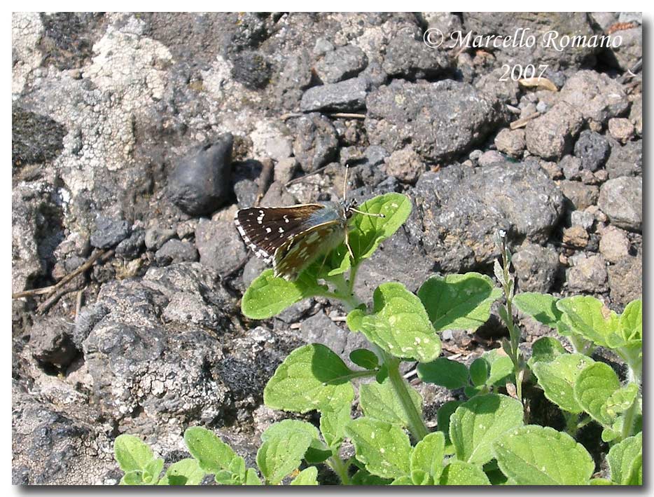 Spialia orbifer, rovescio delle ali (Lepidopt., Hesperiidae)